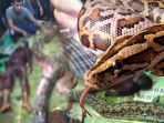 pakar-herpetologi-lipi-ungkap-fakta-piton-sulawesi-yang-tak-banyak-diketahui_20180617_151621.jpg