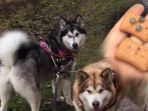 paku-diselipkan-di-makanan-anjing_20180226_202355.jpg