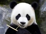 panda-china_20160202_070508.jpg