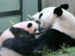 panda-shanshan-dikembalikan-ke-china.jpg