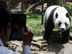 panda-taman-safari-indonesia-selesai-di-karantina_20171102_174333.jpg