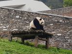 panda_20170926_095033.jpg