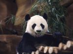 panda_20171102_222839.jpg