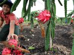 panen-buah-naga_20150723_222813.jpg