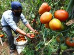 panen-buah-tomat-di-ciwidey_20201115_202626.jpg