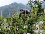 panen-cabai-hijau-besar-menurun-hingga-30_20210915_205809.jpg