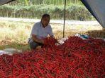 panen-cabai-merah-ciamis.jpg