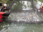 panen-ikan-mas-di-bandung_20201217_224752.jpg