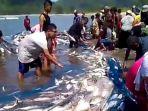 panen-ikan-pukat1.jpg