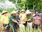panen-jagung-di-kebumen.jpg