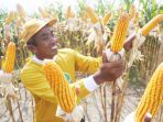 panen-jagung-hibrida-bioteknologi_20230914_171629.jpg