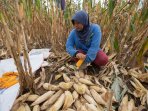 panen-jagung-hibrida_20150327_135706.jpg