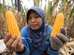 panen-jagung-hibrida_20150327_135844.jpg