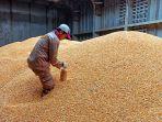 panen-jagung-kementan-2302.jpg