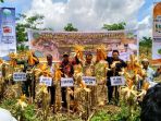 panen-jagung-perdana-di-lahan-bekas-tambang-batu-bara_20180419_075445.jpg