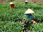 panen-kangkung-darat-di-kampung-bahuan-kabupaten-bandung_20200830_223936.jpg