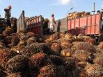 panen-kelapa-sawit_20161205_194734.jpg