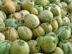 panen-kelapa-segar_20160423_143134.jpg