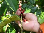 panen-kopi-di-area-makam-tpu-nasrani-kota-malang_20230704_151653.jpg