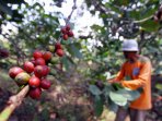 panen-kopi-liberica-di-malang_20160927_000753.jpg