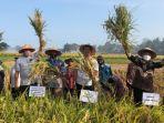 panen-padi-dan-tanam-kedelai-di-kulon-progo.jpg