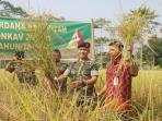 panen-padi_20160106_020621.jpg