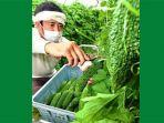panen-sayur-pare-di-okinawa.jpg