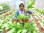 panen-sayuran-di-kebun-komunitas-griya-hijau-hidroponik_20190312_172529.jpg