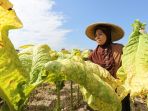 panen-tembakau_20170908_205038.jpg