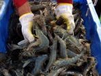 panen-udang-vaname_20190918_212944.jpg