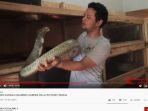 Trending Kedua di YouTube, Panji Petualang Nyaris Dipatok King Kobra 4,3 Meter, Irfan Hakim Histeris