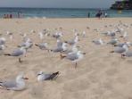 pantai-bondi-sydney_20160122_185755.jpg