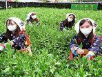 para-wanita-di-jepang-memetik-teh-uji-di-kyoto.jpg