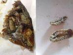 parasit-di-mulut-ikan.jpg
