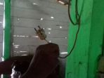 parjo-tewas-tersetrum-kabel-listrik-pompa-air_20170317_121430.jpg