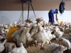 pasar-ayam-lokal-90-persen-dikuasai-asing_20201019_205707.jpg