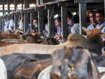 pasar-hewan-sibreh-jelang-hari-raya-qurban_20200722_170541.jpg