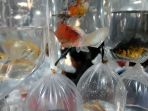 pasar-ikan-hias-parung-ramai-pengunjung_20200727_214000.jpg