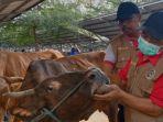 pasar-sapi-tulungagung.jpg