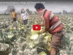 pasca-erupsi-gunung-sinabung-harga-jual-sayur-menurun_20170804_150816.jpg