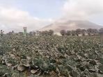 pascaerupsi-sinabung_20170804_152119.jpg