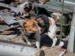 patron-anjing-pelacak-ukraina.jpg