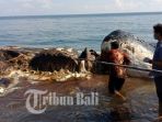 paus-sperma-yang-terdampar-di-pantai-bungkulan-kecamatan-sawan-buleleng-bali_20180320_111327.jpg