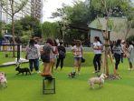 paws-area-aktivitas-khusus-bagi-pecinta-anjing.jpg