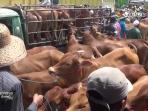 pedagang-borong-sapi-kurban-jelang-idul-adha_20160905_075257.jpg