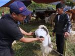 pedagang-hewan-kurban-bermunculan-di-kabupaten-bandung-barat_20240615_225230.jpg