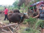 pedagang-hewan-kurban-laris-manis_20210606_201545.jpg