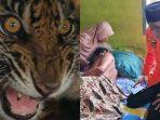 pekerja-kebun-di-siak-nyaris-dimangsa-harimau-paman-korban-ungkap-detik-detik-kejadian.jpg