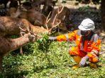 pekerja-memberikan-pakan-rusa-timor-di-area-hutan-kota-di-cilacap.jpg