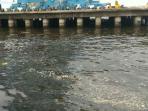 pelabuhan-prioktercemar_20160315_215336.jpg